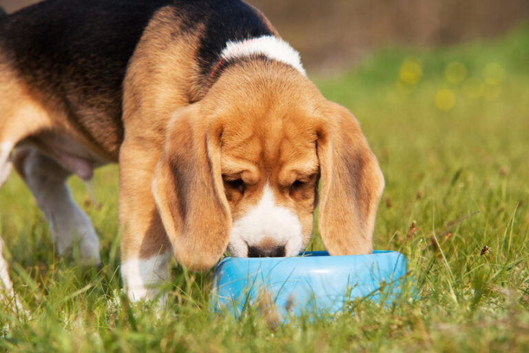 forbidden foods for dogs        
        <figure class=